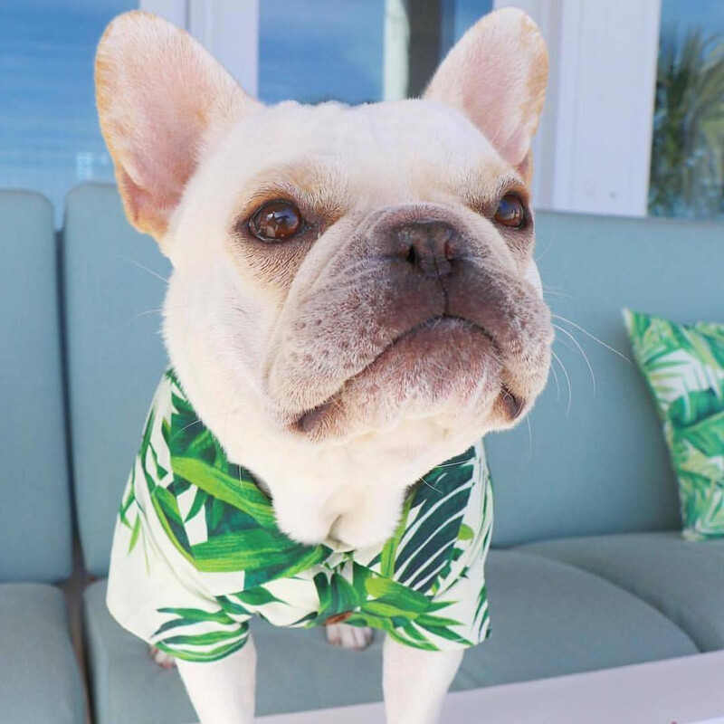 Καλοκαιρινό ντιζάιν γιλέκο σκύλου Ρούχα για μικρά μεγάλα σκυλιά Chihuahua Pug Ρούχα γαλλικού μπουλντόγκ Hipster Γιλέκο σκύλου Ταξίδι Προσαρμοσμένο πουκάμισο