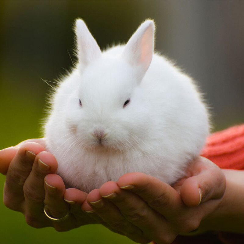 Kawaii Rabbit emaljas piespraudes Usagi Sakura dzīvnieku sakta multfilma Pet Little Bunny Pins rotaslietas