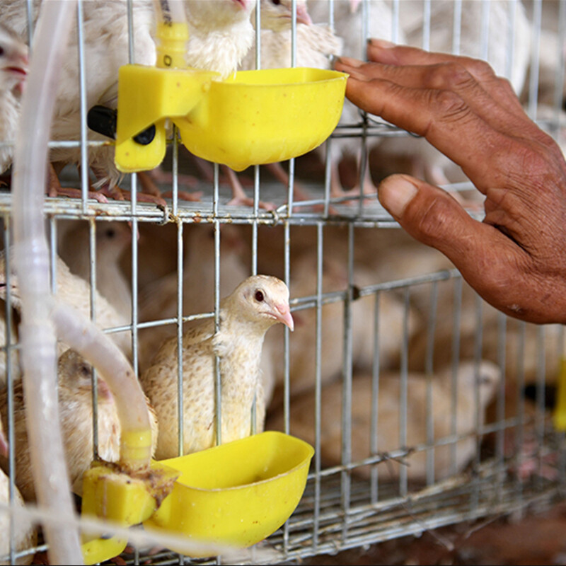 5 kompleta zdjelica za pojilicu za ptice, prepelice, čaše za piće, automatske pojilice za prepelice za 10 mm cijevi, fontane za piće za papige za ptice