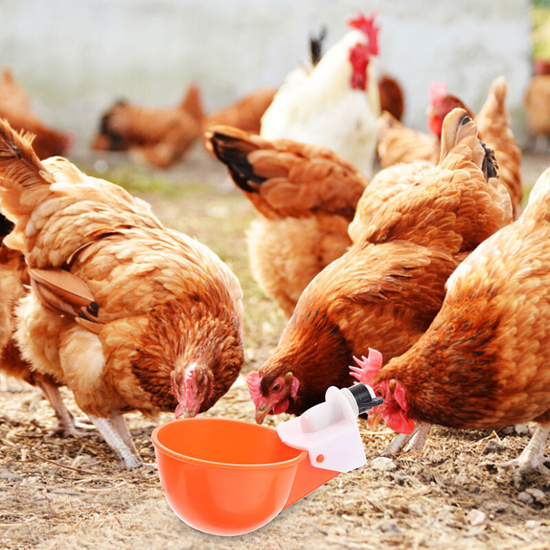 6 gab Ūdens dozators Vistas dzirdinātāji Dzērienu krūzes Bļodas Krūzes Strūklaka 980X630X630CM Laistīšanas apelsīnu barotājs balodis