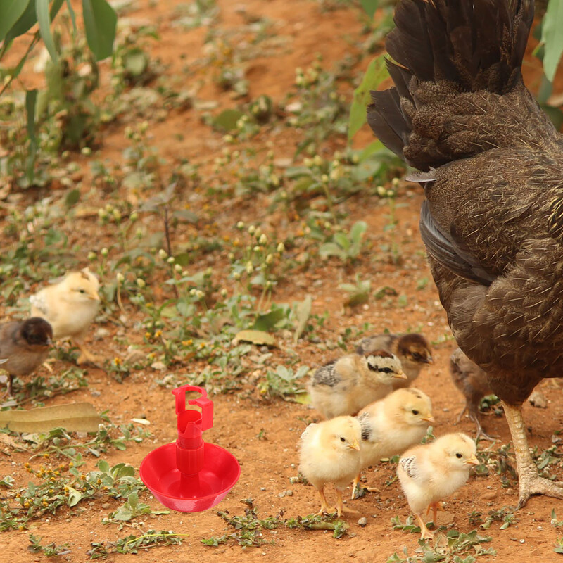 10 gab. Vistas dzirdinātāja laistīšanas sistēma ganību pīļu krūzes Trušu mājputnu barības barotavas automātiskā putnu dzērāja vēdera paipalas