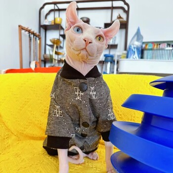 Ζεστό μπουφάν Sphynx Cat σε χειμωνιάτικα άτριχα ρούχα για γάτες Βαμβακερή στολή μπέιζμπολ για Devon Rex Παλτό κινουμένων σχεδίων για γατάκια μικρά σκυλιά