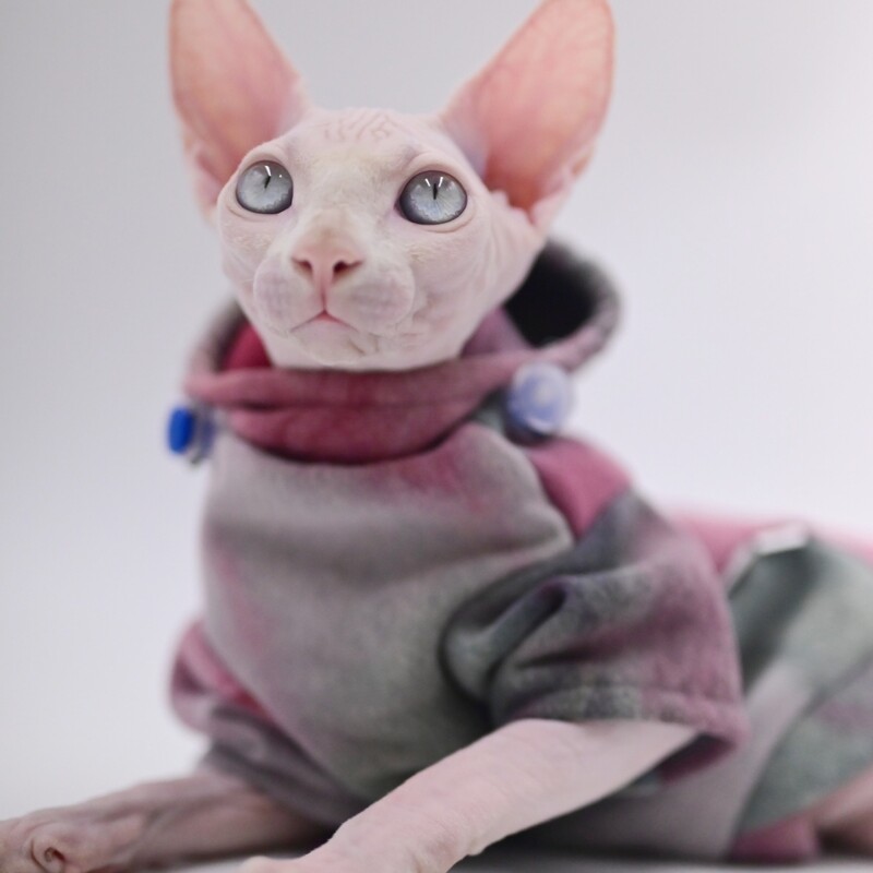 Kaķu ziemas apģērbu krāsošana purpursarkanā džemperis ar kapuci priekš Sfinksas Cat Mīksts modes mētelis kaķēniem Silti suņi Atpūtas apģērbs Kaķu lietas