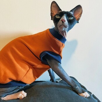 Ρούχα για γάτες Spring Fleece Φούτερ για Sphynx Winter Fashion Πορτοκαλί αμάνικο παλτό για γατάκια Μαλακό χοντρό πουκάμισο για γάτα