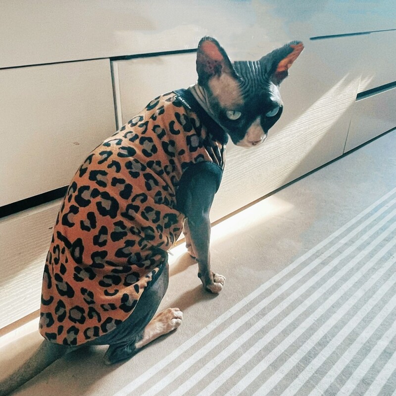 Puha gyapjú leopárd ing Sphynx Cat Khaki ujjatlan kabát kiscicák számára Divat tavaszi pulóver Devon Rex macskakellékekhez