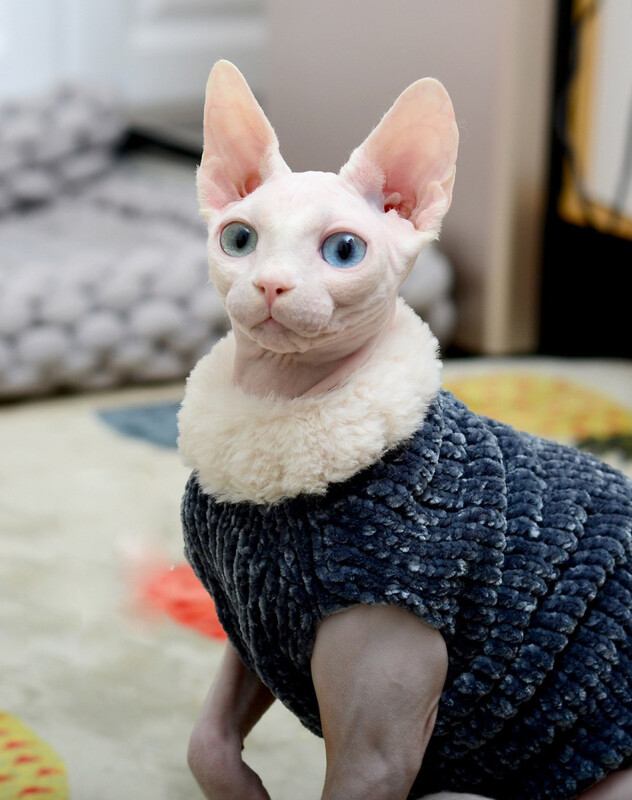 Devon Rex deblji plišani kaput mačji pulover Kostim Sphynix Odjeća Katten Sphynx Pulover Odjevni proizvodi za zimsku odjeću