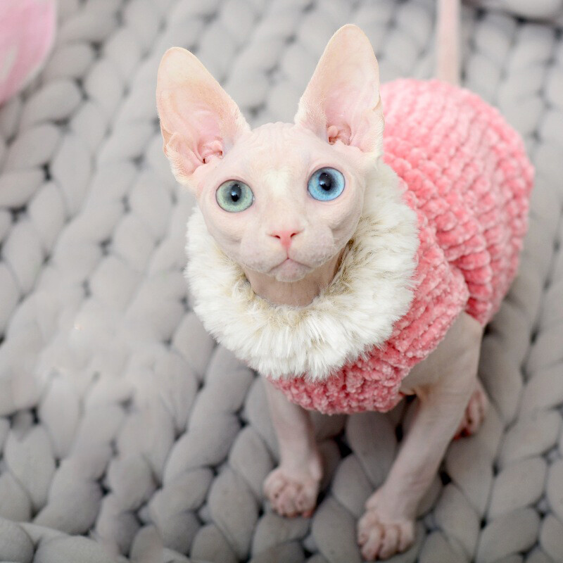 Devon Rex deblji plišani kaput mačji pulover Kostim Sphynix Odjeća Katten Sphynx Pulover Odjevni proizvodi za zimsku odjeću