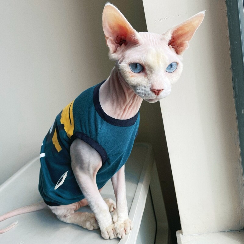 Karikatūras kokvilnas kravas auto T-krekls Sfinksa kaķim Pavasaris Vasaras Mīksta Zaļa Auto Veste Bez Piedurknēm Vīriešu Kaķim Elestisks mētelis kaķēniem