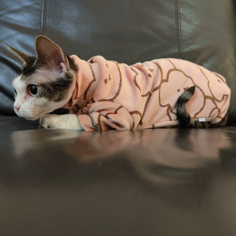 Sfinksa kaķu karikatūra lāča vilnas mētelis ziemas rudens silts abpusējs samts Devon Rex garām piedurknēm Biezs džemperis kaķiem