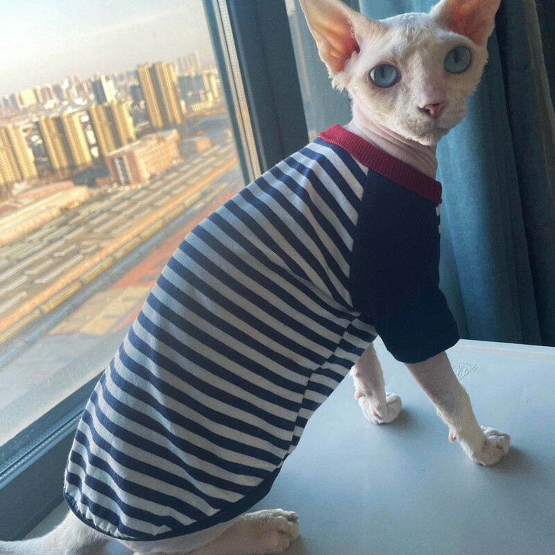 Svītrains kokvilnas krekls priekš Sphiynx Cat pavasara mētelis ar garām piedurknēm kaķēniem maziem suņiem Vasaras mīksts zils džemperis Devon Rex