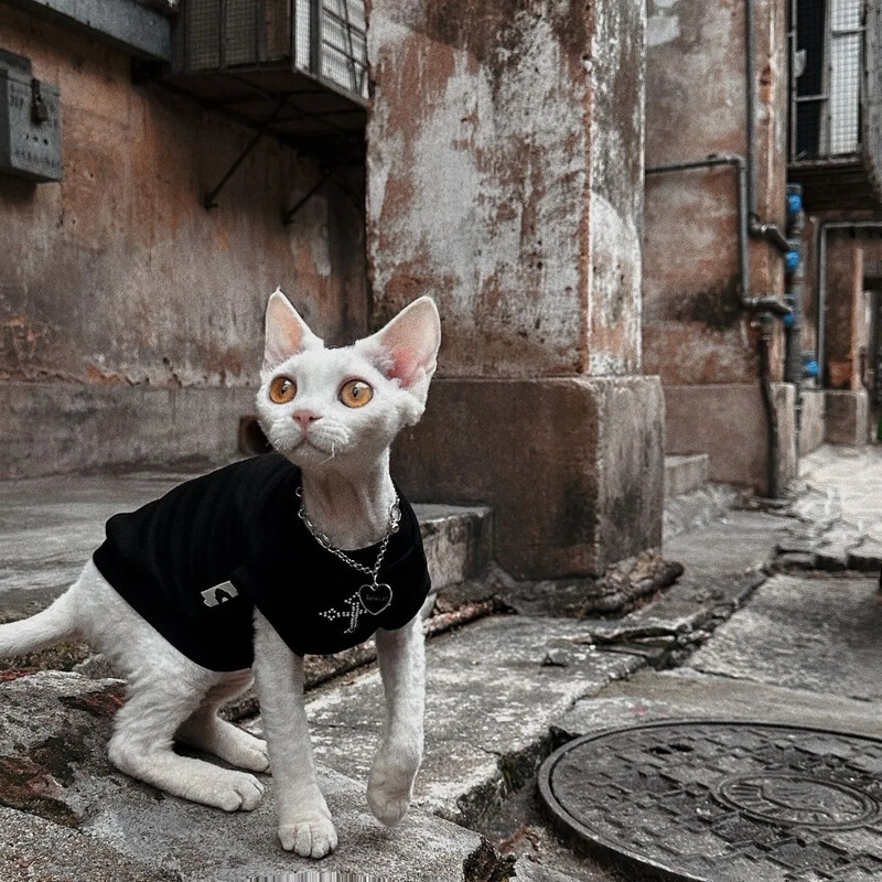 Sfinksi kassiriided Puuvillased kiisurõivad Altpoolt venivad ja pehmed karvutute kassisärkide komplektid Kiilakassi riided kassidele