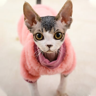 Pulover nou pentru pisici cu gât rotic, haină caldă de iarnă, fără păr, pulover, cămașă, pisică Maine-Coon, Chihuahua, pentru animale de companie