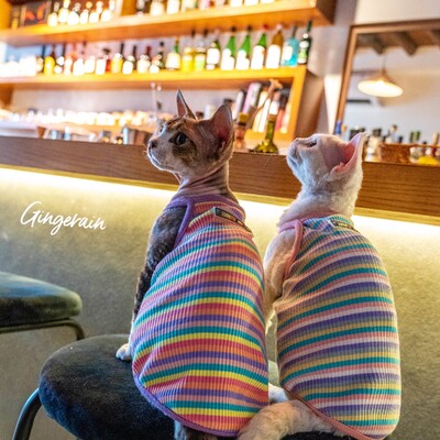 Rainbow Stripes Sfinksa kaķa apģērbs Vasaras luksusa mājdzīvnieku veste Kokvilnas kailais kaķēns bez piedurknēm krekls Devon Rex apģērbs sfinksai