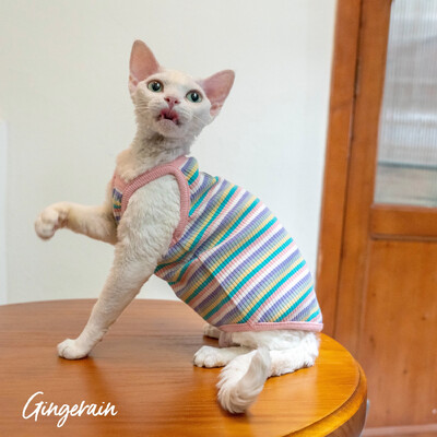 Rainbow Stripes Sfinksa kaķa apģērbs Vasaras luksusa mājdzīvnieku veste Kokvilnas kailais kaķēns bez piedurknēm krekls Devon Rex apģērbs sfinksai