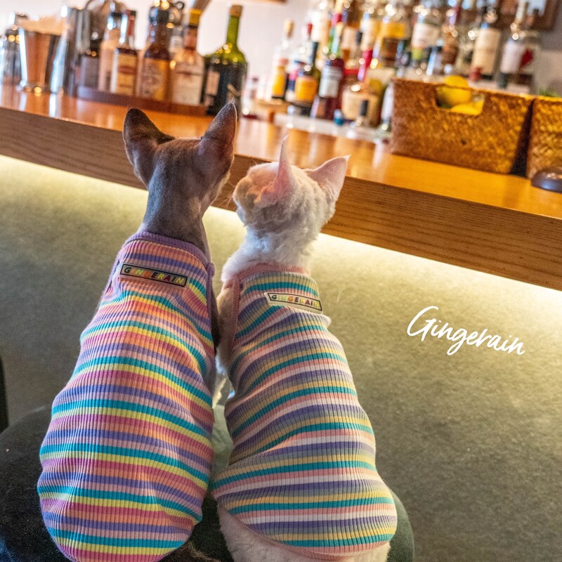 Rainbow Stripes Sfinksa kaķa apģērbs Vasaras luksusa mājdzīvnieku veste Kokvilnas kailais kaķēns bez piedurknēm krekls Devon Rex apģērbs sfinksai
