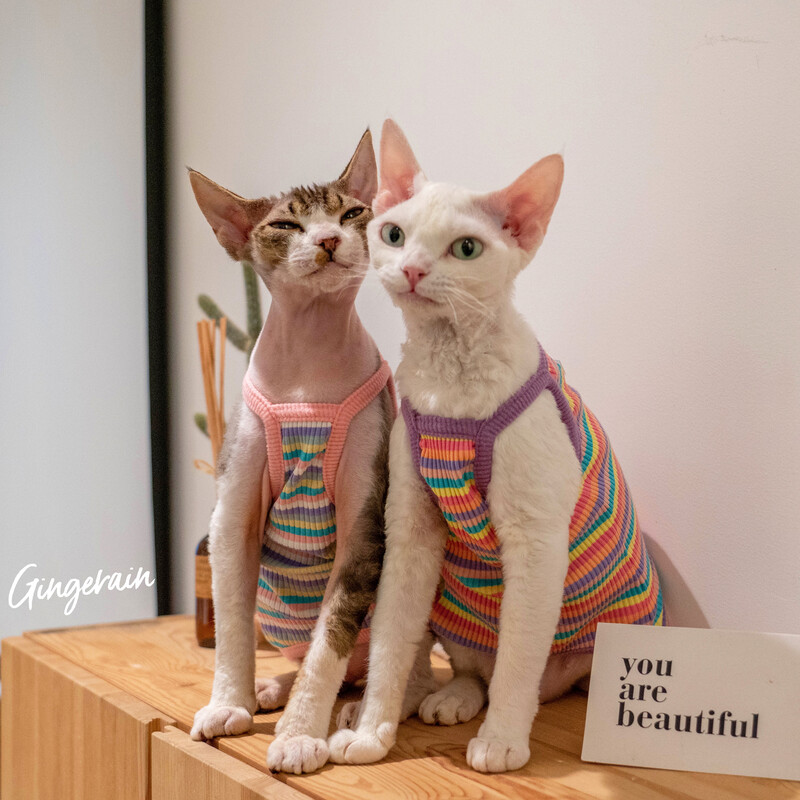 Rainbow Stripes Sfinksa kaķa apģērbs Vasaras luksusa mājdzīvnieku veste Kokvilnas kailais kaķēns bez piedurknēm krekls Devon Rex apģērbs sfinksai