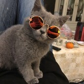 Ochelari de soare pentru pisici Ochelari de soare cu protecție UV în aer liber de vară Păpuși Ochelari de soare pentru câini Cosplay Rezită foto Ochelari de soare drăguți pentru animale de companie