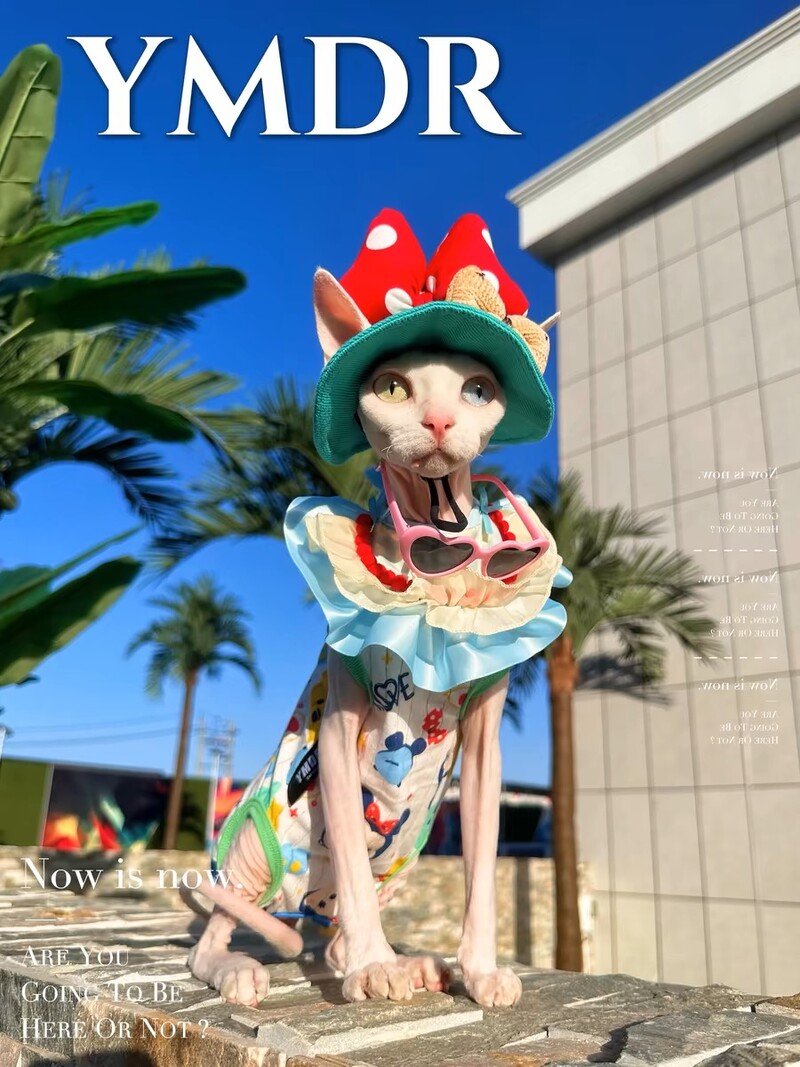 Modne plastične sunčane naočale za mačke za kućne ljubimce Slatko srce Sunčane naočale za sfinge Devon Rex Fotografije Rekviziti za mačje oči Nosite kućne ljubimce Weeding