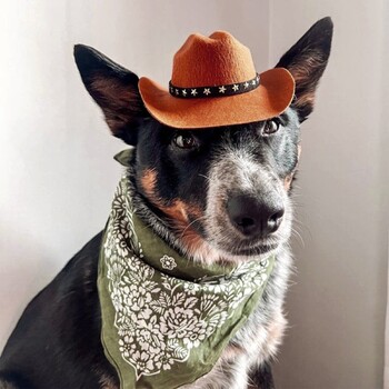 2024 New Dog Cowboy Hat Dogs Καπέλα για γάτες Ρυθμιζόμενα καπέλα Μόδα για μικρομεσαίους σκύλους Γάτες Αξεσουάρ για κατοικίδια