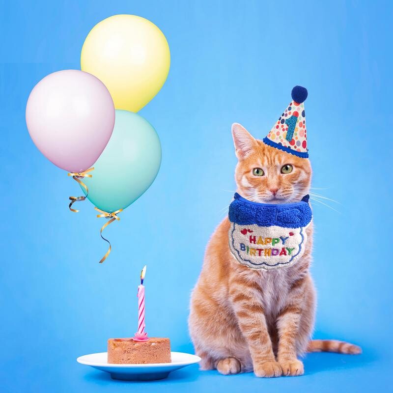 Pălărie de ziua de naștere a pisicii Mini pălărie de ziua de naștere a câinelui pentru pisici Îmbrăcăminte festivă drăguță pentru pisici Decorații de petrecere pentru pisici pentru animale de companie.