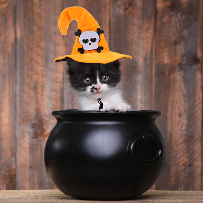 Boszorkány jelmezek kutyáknak Kalapok hordható macska cica Halloween fejdísz anya kalóz sál