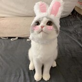 Roztomilý králik, hriva, mačka, parochňa, klobúk pre psov a mačky, malý pes, domáce zvieratá, mačka, dekoračné doplnky, parochňa s levom, efektná vlasová čiapka, domáce potreby