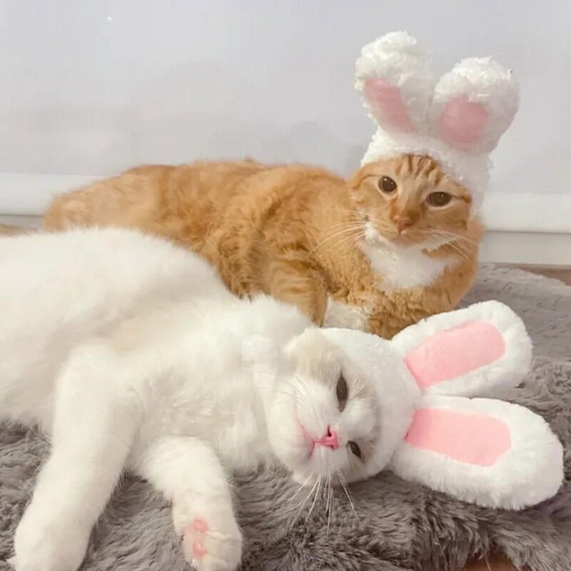 Roztomilý králik, hriva, mačka, parochňa, klobúk pre psov a mačky, malý pes, domáce zvieratá, mačka, dekoračné doplnky, parochňa s levom, efektná vlasová čiapka, domáce potreby