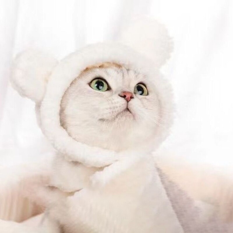 Cūciņa kaķa cepure cāļa mājdzīvnieka galvas pārvalks Panda lācis suns struktūra cepure Galvassega krustojuma cepure