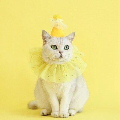 Mājas kaķis kāzas princese kronis Kāzu plīvurs kaķis suns līgavas vizulis mežģīnes pērles galvassegas suns kāzu ballītes matu aksesuāri