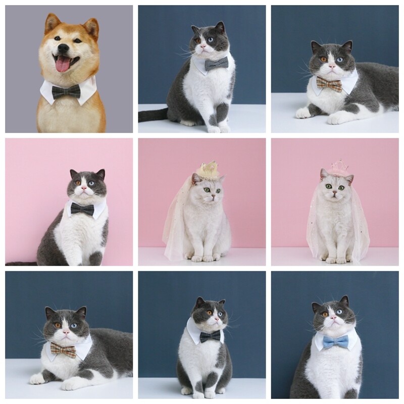 Mājas kaķis kāzas princese kronis Kāzu plīvurs kaķis suns līgavas vizulis mežģīnes pērles galvassegas suns kāzu ballītes matu aksesuāri