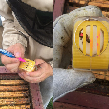 Bee Queen Marking Catcher Plastic One Handed Marker Bottle Plunger Λούτρινο Εργαλείο Μελισσοκόμων Κήπος Beekeeper Queen Bee Catcher