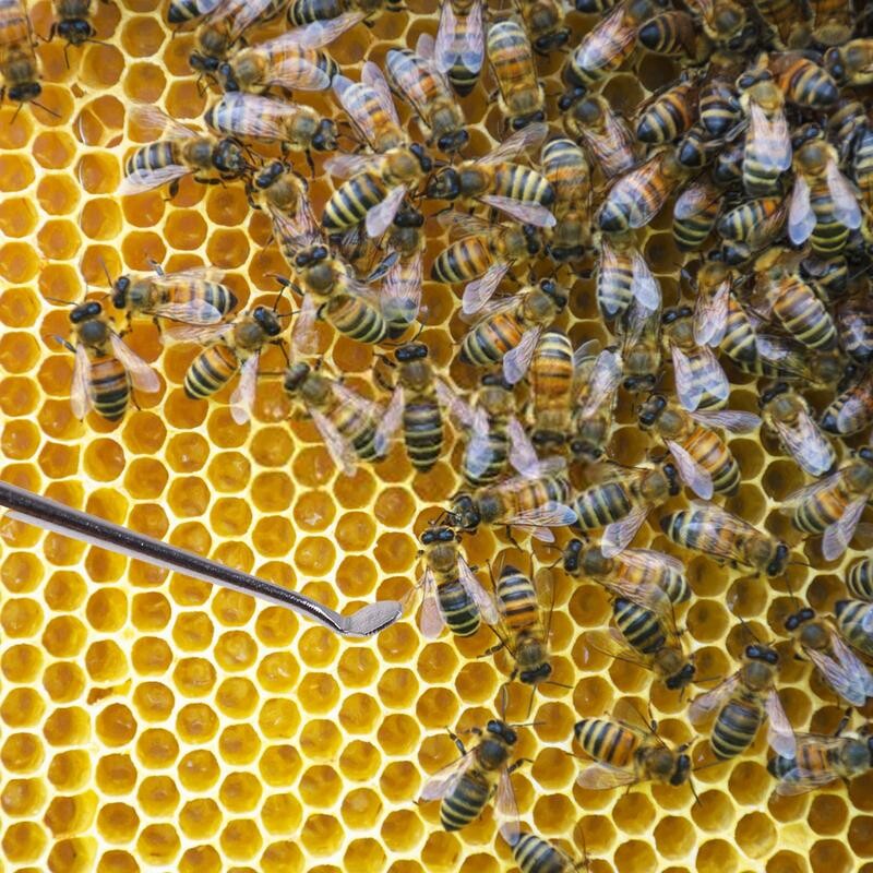 Lárva átvivő tű méhészeti féreg mozgatható oltószerszámok dupla fejű rozsdamentes acél kaptár eltolódás a méhkirálynő neveléséhez