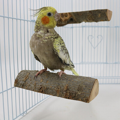 Drevený skákací mostík pre papagáje, jablko, odpočívadlo pre papagáje, skákacia plošina, brúsny pazúr, palica na státie pre vtáky, tyč na státie