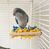 Bird Wood Platform Parrot Perch Stand Parakeet Παιδική χαρά Ράφι Κλουβί Bird Cage Αξεσουάρ για Budgies Parakeets Cockatiels