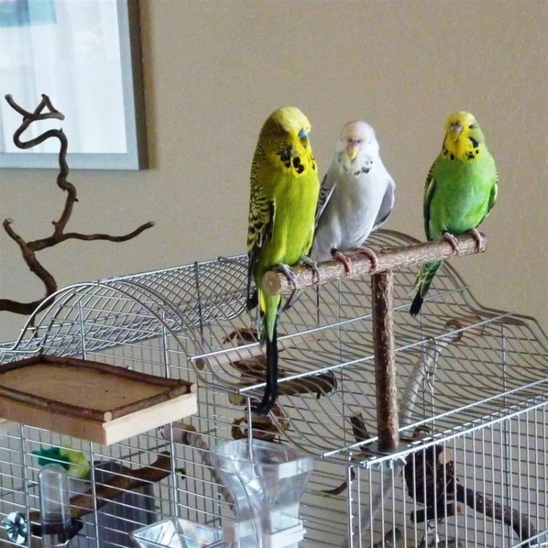 Bird Parrot Cage Toys Training T Perch Grinding Chewing Parakeet Wood Stand