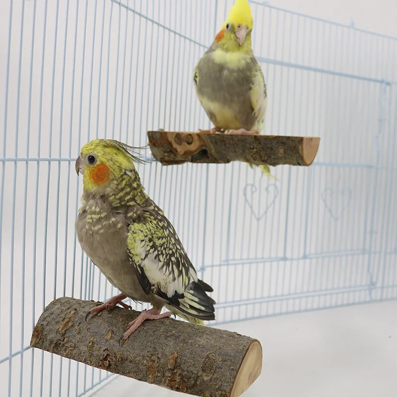 Papagailis Ābols Koka Jumpbords Papagailis Atpūtas Platforma Lēca Platforma Slīpēšana Spīļputns Stāvs Nūja Stāvs Pole