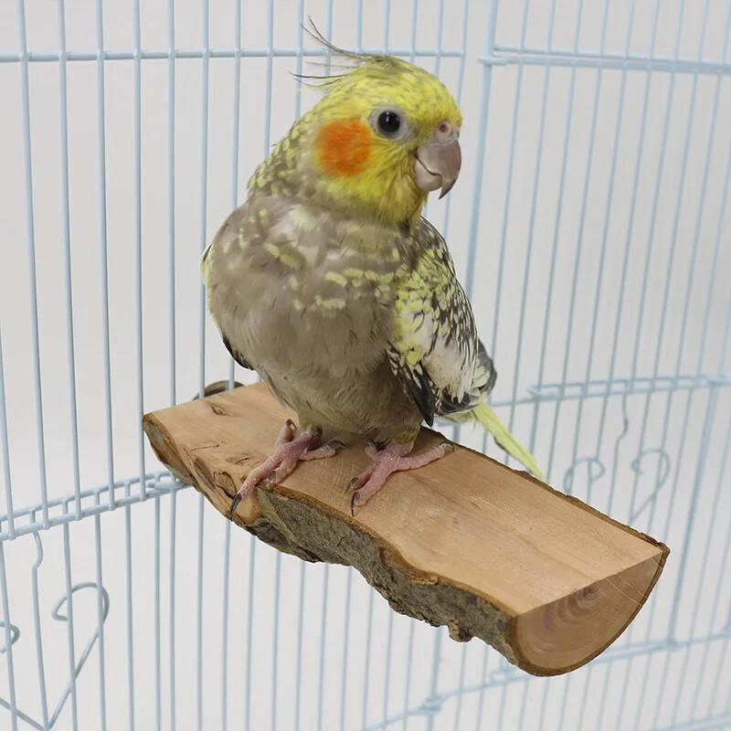 Papagailis Ābols Koka Jumpbords Papagailis Atpūtas Platforma Lēca Platforma Slīpēšana Spīļputns Stāvs Nūja Stāvs Pole