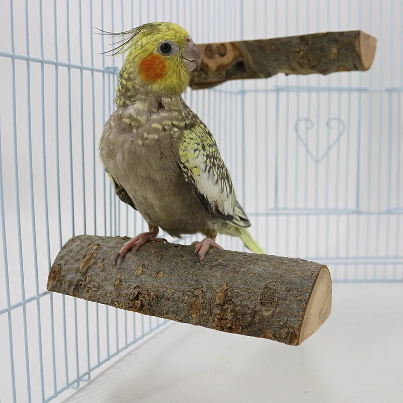 Papagailis Ābols Koka Jumpbords Papagailis Atpūtas Platforma Lēca Platforma Slīpēšana Spīļputns Stāvs Nūja Stāvs Pole