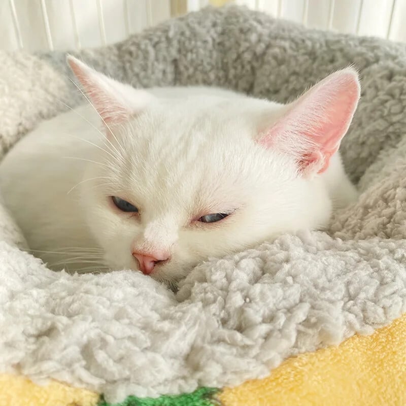 Mājas kaķa šūpuļtīkls piekarināms kaķu gultas gultnis 8 kg Ērts kaķa saulains logs sēdekļa stiprinājums kaķēns kāpšanas rāmis mājdzīvnieku piederumi