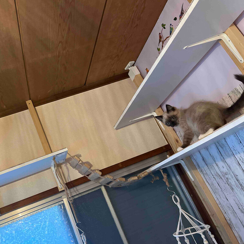 Macskafal Macskafa fából készült mászópolcok Macska függőágy híd szizál létrával és platformmal a cicabútorok játszóteréhez