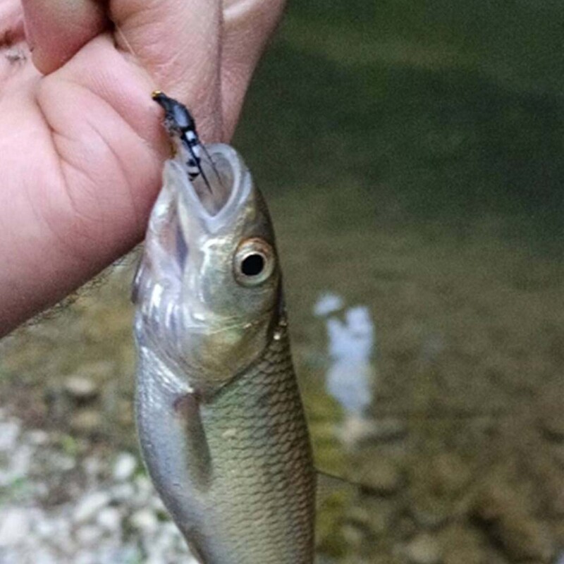 5 kom. Realne mušice za mušičarenje Umjetne bioničke mušice Mamac za insekte za bas pecanje Pastrve Mamac za šarana