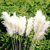 15 komada paperjastog pampas buketa suhog cvijeća Boho seoska vaza za dom Dekoracija zečića Zečji repovi Pampa rekviziti za vjenčanje Dekoracija