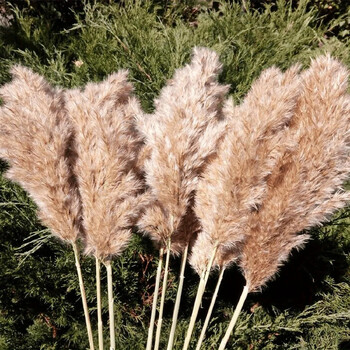 15 τμχ Fluffy Pampas Αποξηραμένα Λουλούδια Μπουκέτο Boho Country Βάζο Διακόσμηση Λαγουδάκι Rabbit Tails Pampa Wedding Photo Props Διακόσμηση