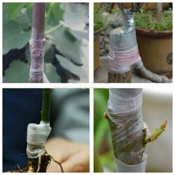 1 Roll Grafting Tape Strecth Αυτοκόλλητο Parafilm Pruning Strecth Film For Fruit Tree Budding Nursery Orchard Floristry Plant