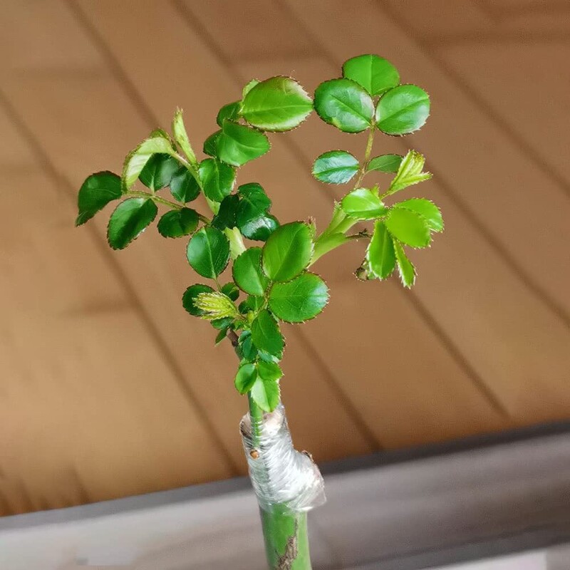 1vnt PE lanksti skiepijimo juosta plėvelė Lipni sodo medžių ritininė juosta medžiams skiepyti augalus skiepyti, tempianti 3/4 cm pločio