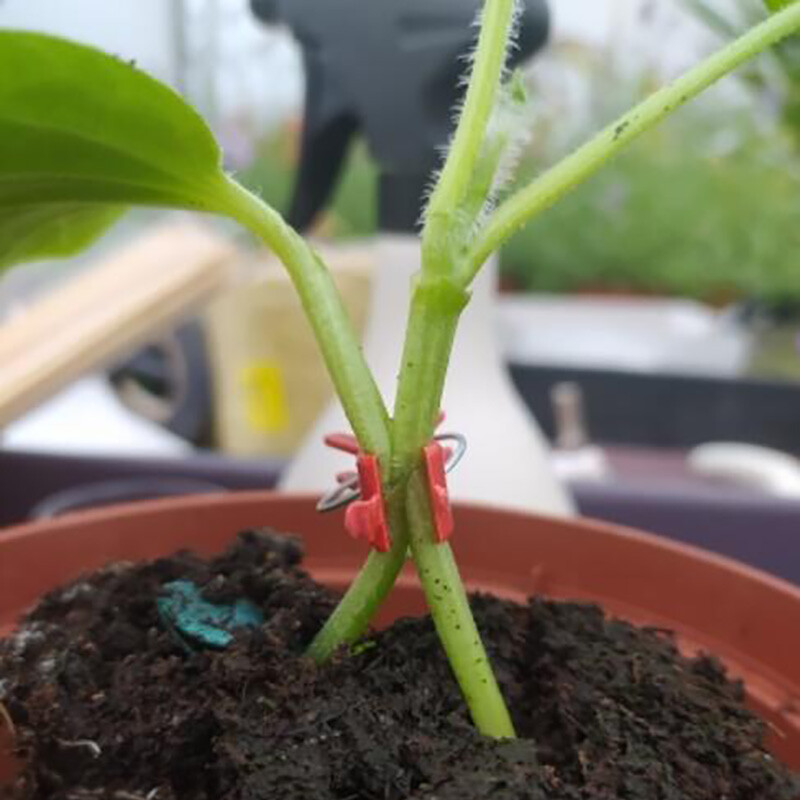 Sodo skiepų segtukas Plastikinės augalų atraminės spaustukai Apsaugos nuo kritimo Gnybtai augalams Vynmedžiai Šiltnamio daržovės Pomidorai Arbūzas K5