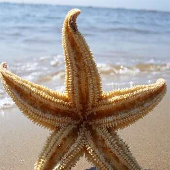 2 τεμ. Αποξηραμένο Starfish Sea Star Beach Craft Wedding Party Διακόσμηση σπιτιού