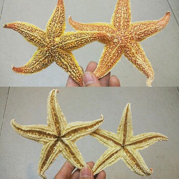 2 τεμ. Αποξηραμένο Starfish Sea Star Beach Craft Wedding Party Διακόσμηση σπιτιού