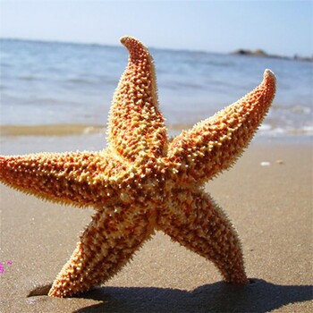 2 τεμ. Αποξηραμένο Starfish Sea Star Beach Craft Wedding Party Διακόσμηση σπιτιού