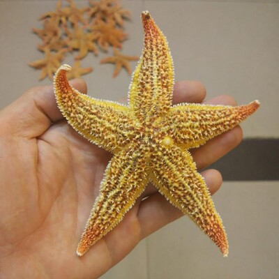 2 vnt. Džiovintos Starfish Sea Star Beach amatų vestuvių vakarėlio namų dekoravimas
